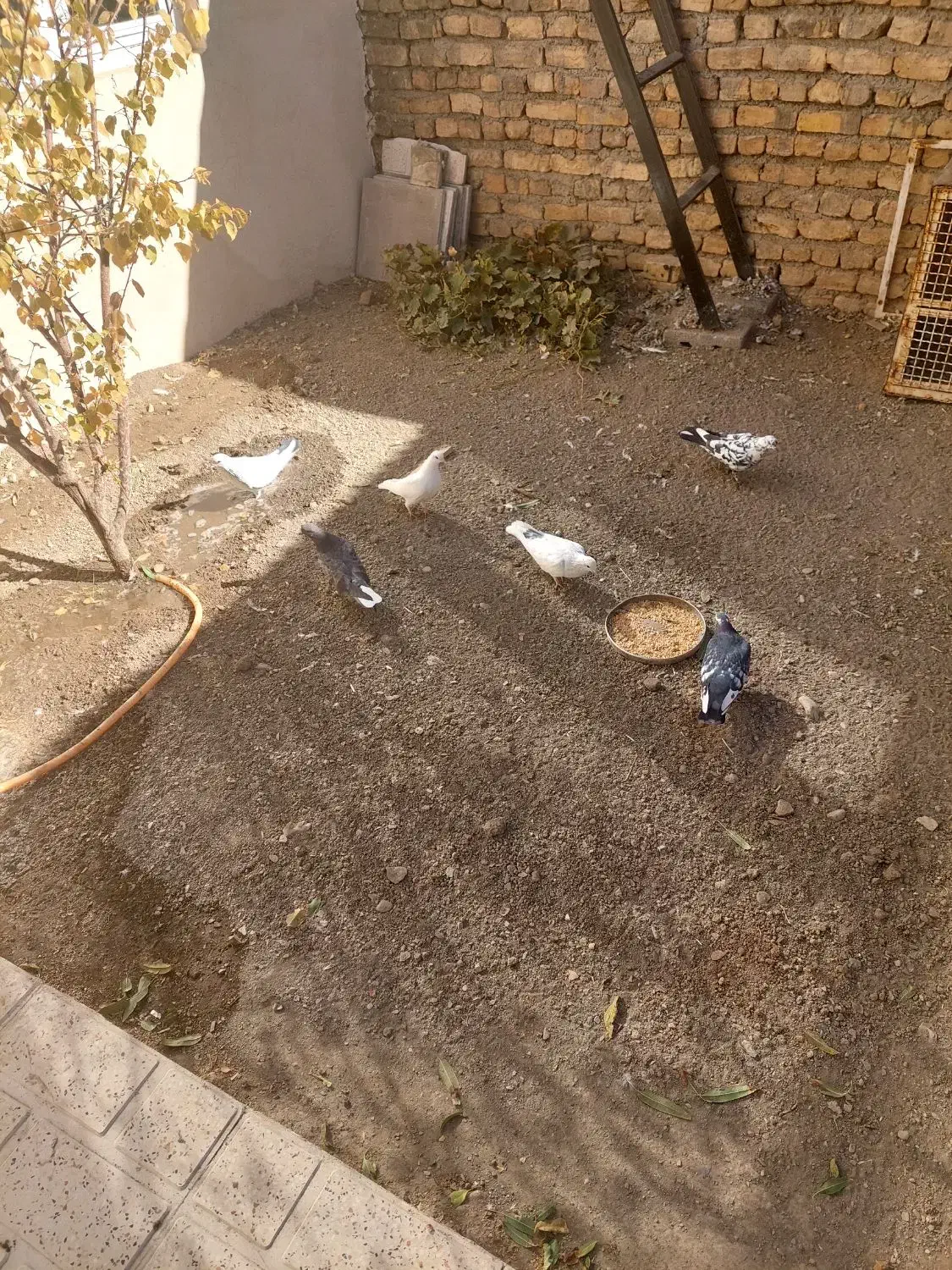 ۹ عدد کبوتر دونه ای ۱۵۰|پرنده|خوانسار, |دیوار