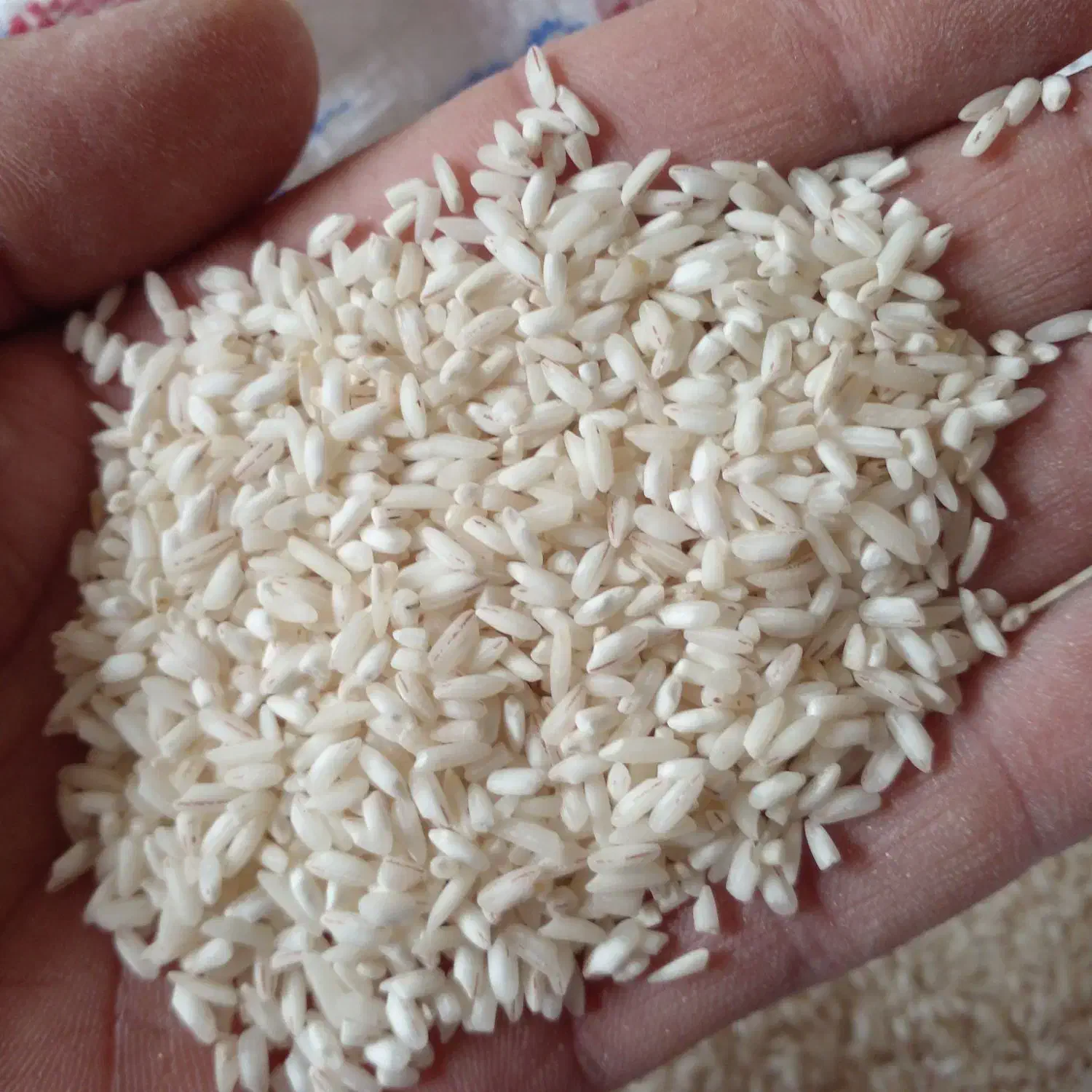 برنج دخل یا حسنی با هاشمی|خوردنی و آشامیدنی|لاهیجان, جمهوری|دیوار