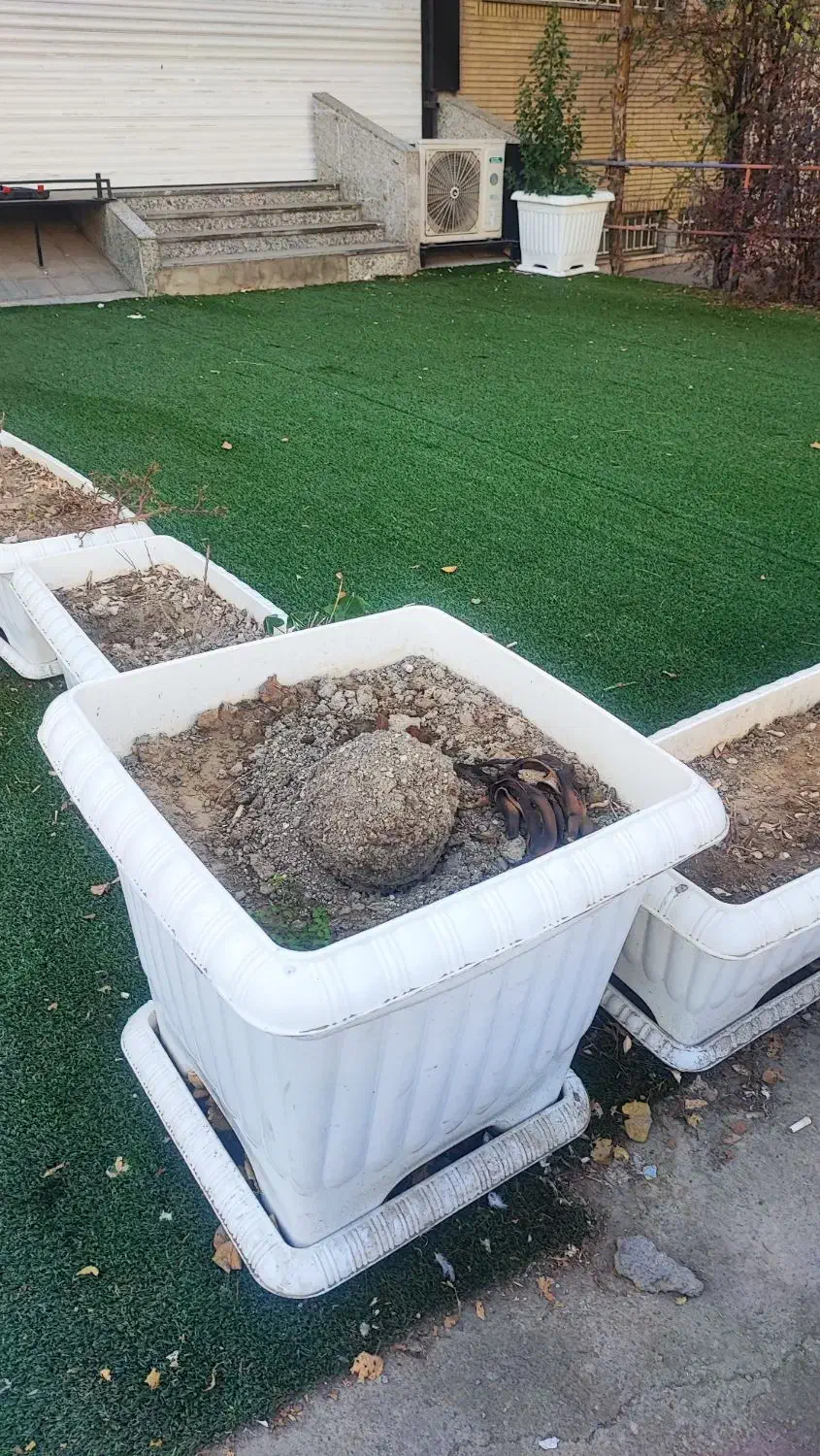 ۱۹ عدد گلدان پلاستیکی سفید و ۴۸ متر چمن سبز|گل و گیاه طبیعی|فردیس, نسترن شرقی|دیوار