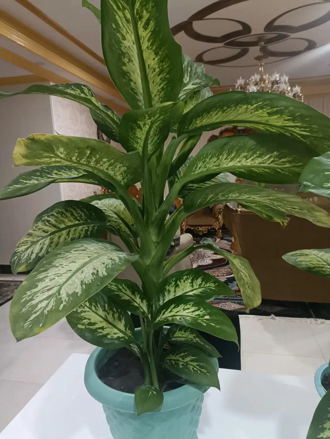 گل و گیاه|گل و گیاه طبیعی|ایذه, |دیوار