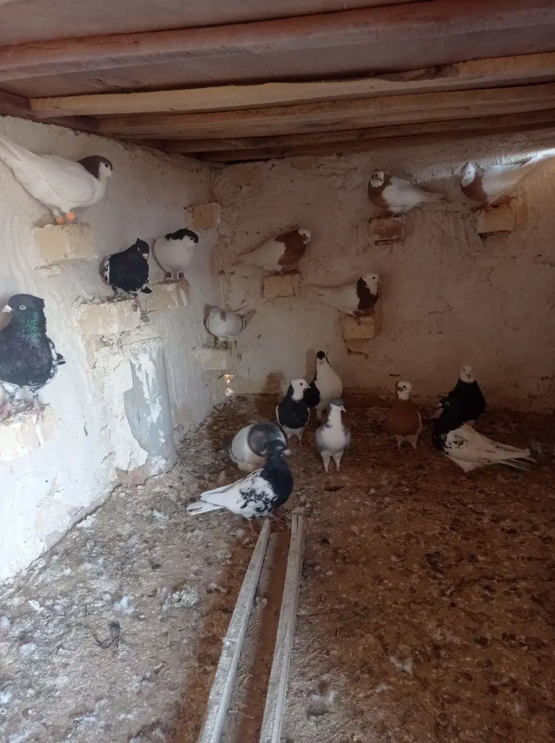 کبوتررنگی|پرنده|اسفرورین, |دیوار