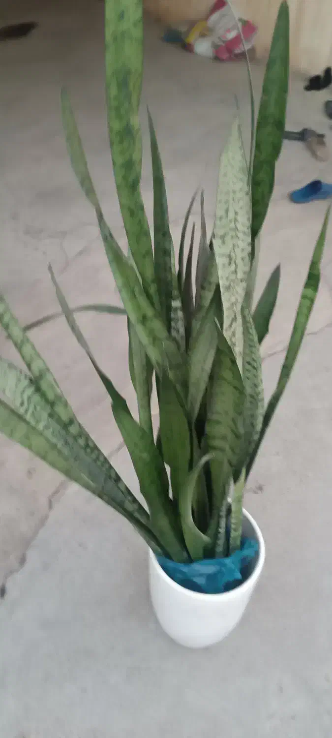 گل شمشیری|گل و گیاه طبیعی|بیستون, |دیوار