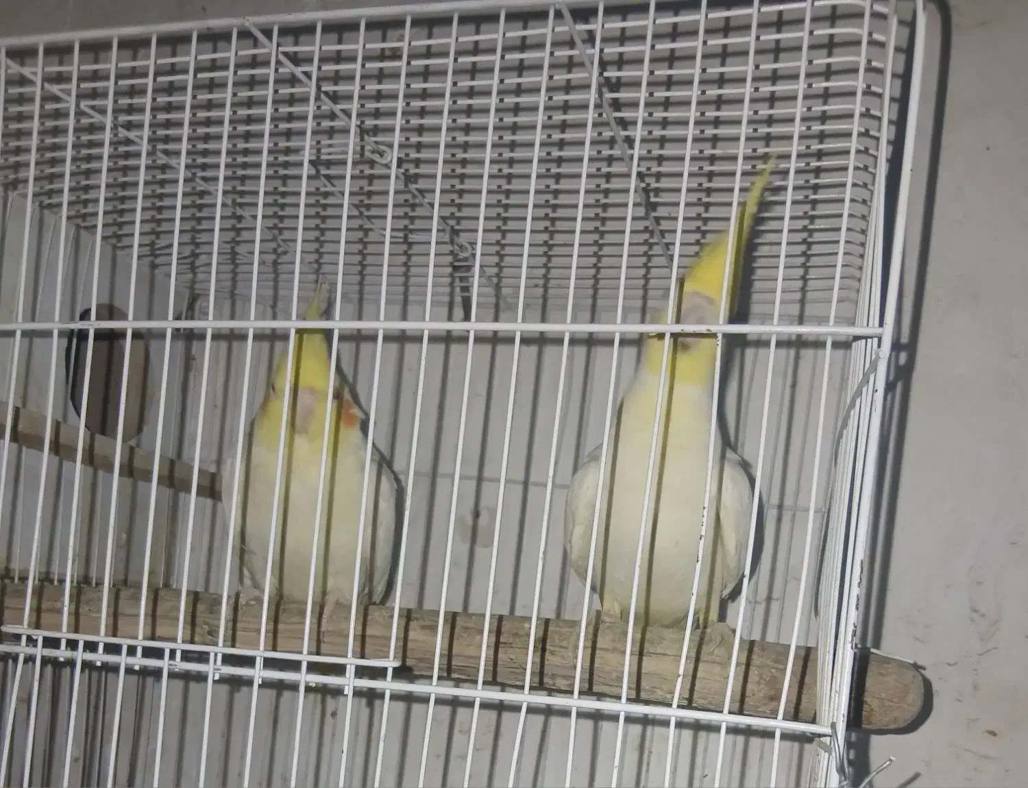 عروس هلندی|پرنده|هیرمند, |دیوار