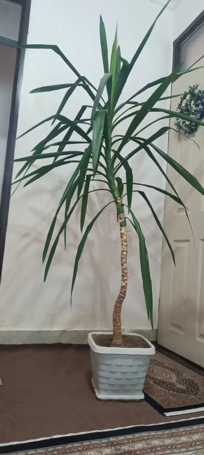 گل خانگی|گل و گیاه طبیعی|مشگین شهر, |دیوار