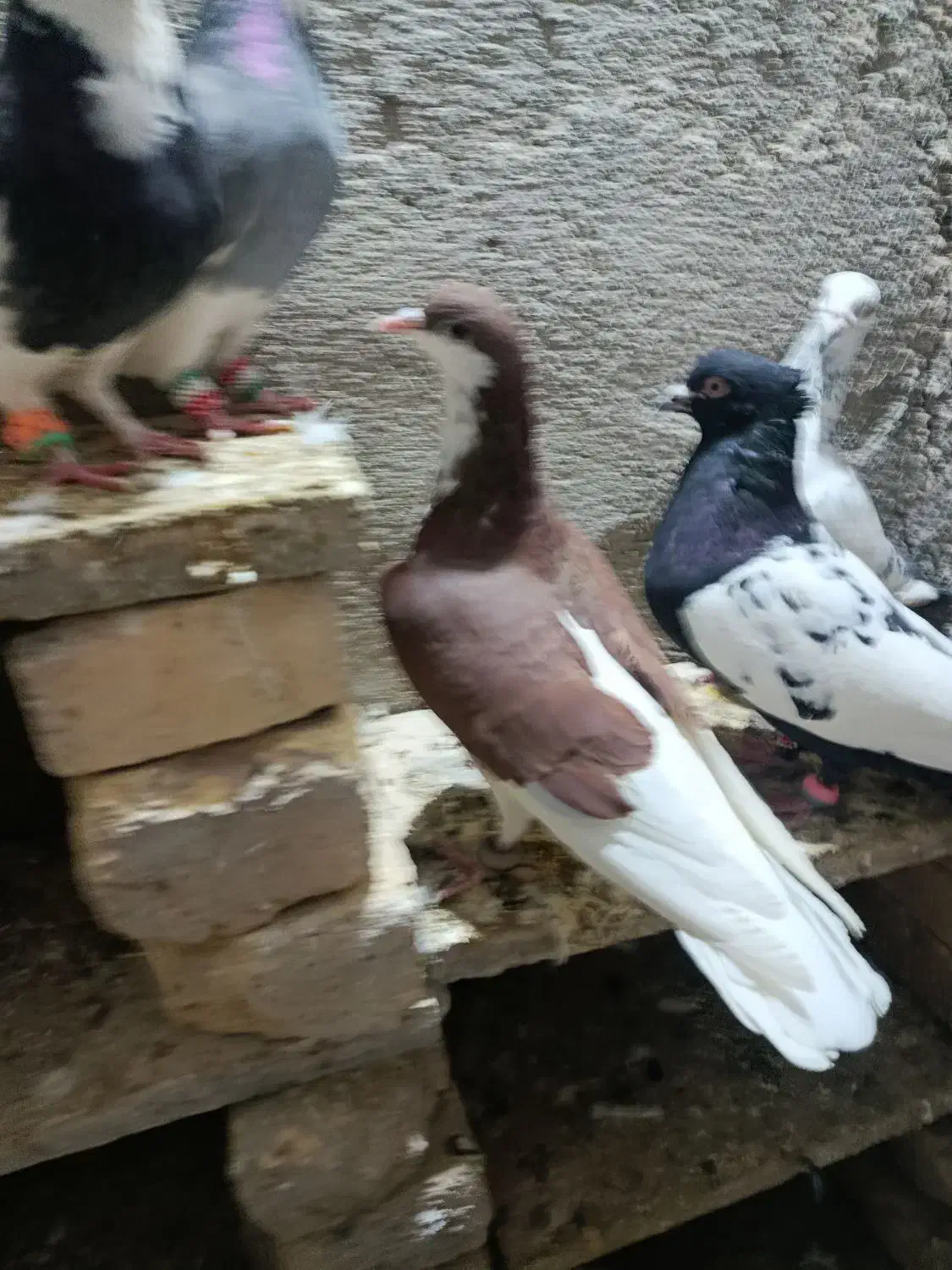 کبوتر|پرنده|چناران, |دیوار