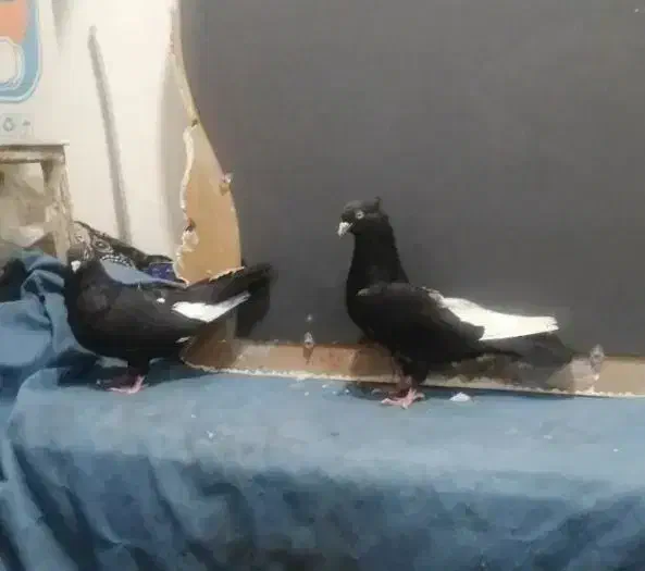 جفت سینه ای درشت|پرنده|اهواز, کمپلو شمالی|دیوار