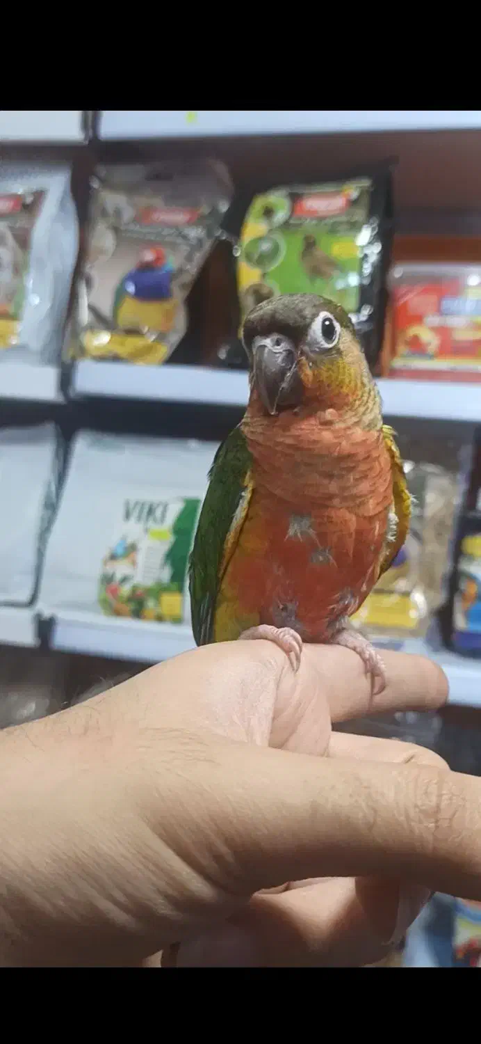 گرینچیک رد اکستریم فولسرخ کلکسیونی رقاص رام|پرنده|قائمشهر, |دیوار