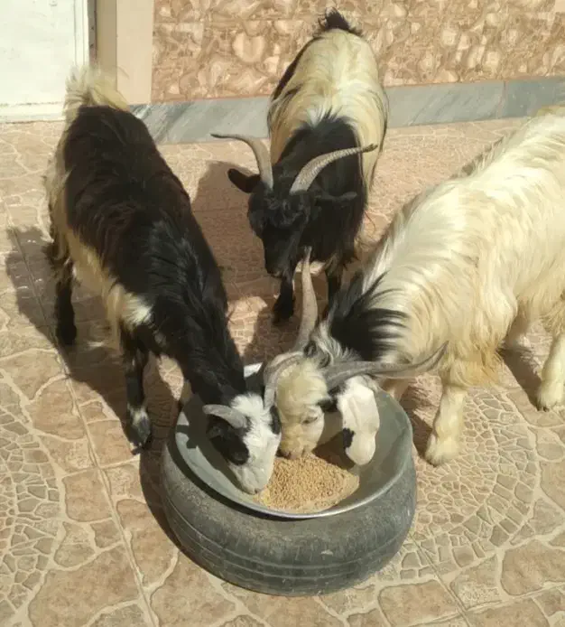 بُز جوان شکمه اول و کولار آبستن|حیوانات مزرعه|خرامه, |دیوار