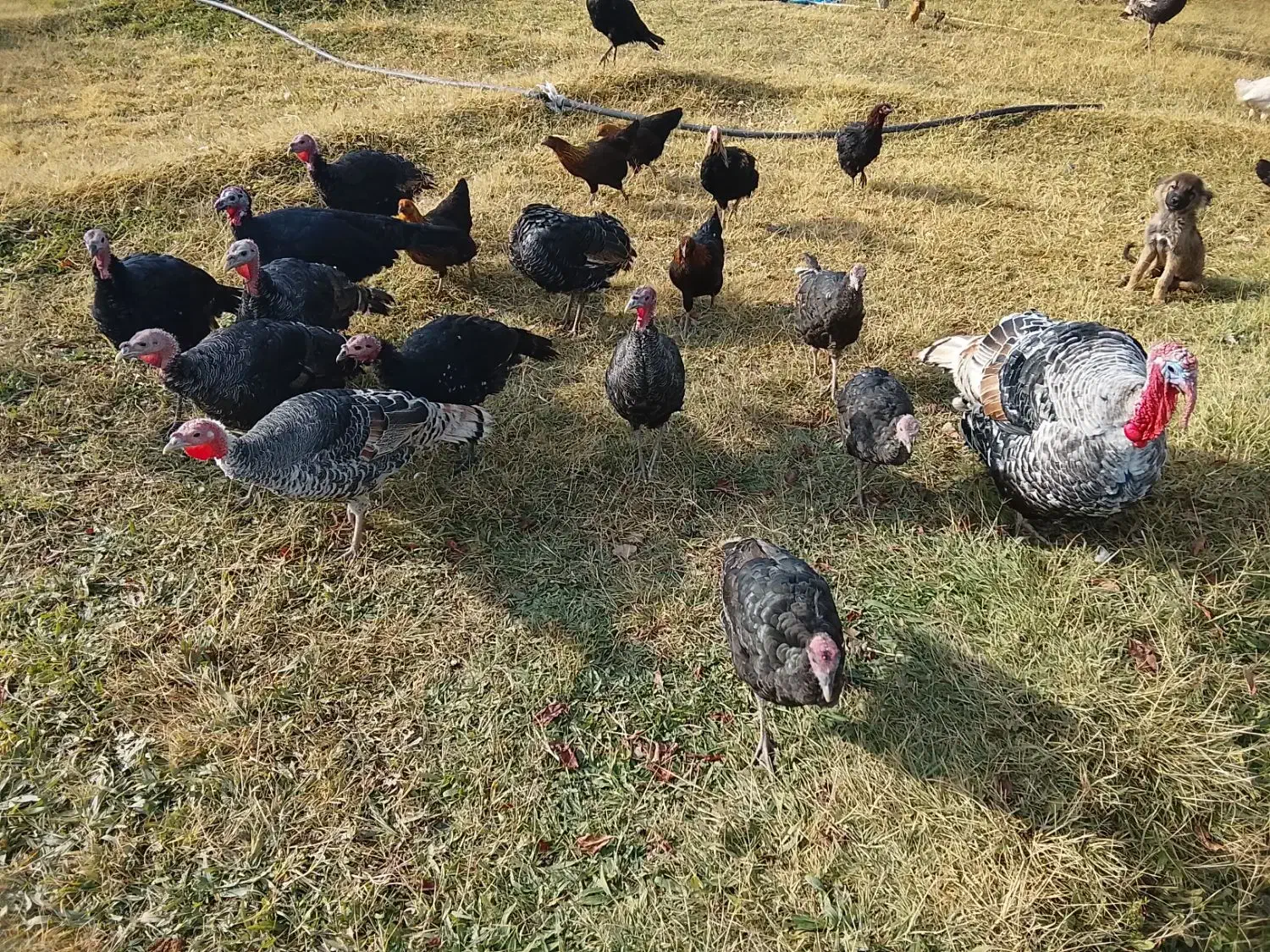 انواع بوقلمون در پلدشت|حیوانات مزرعه|ماکو, |دیوار