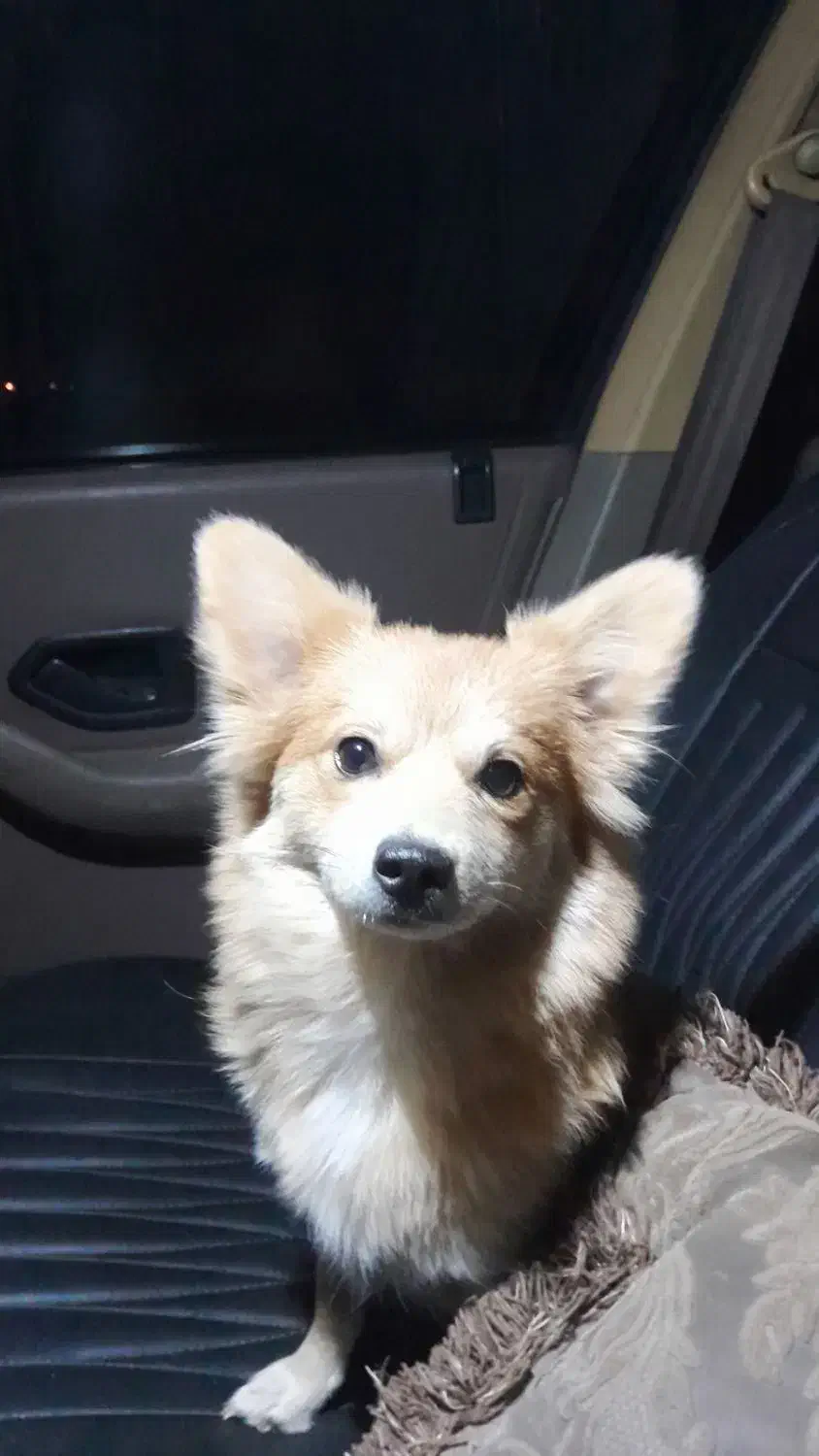 مژدگانی خوب بهیابنده|سگ|ری, شهرک نظامی|دیوار