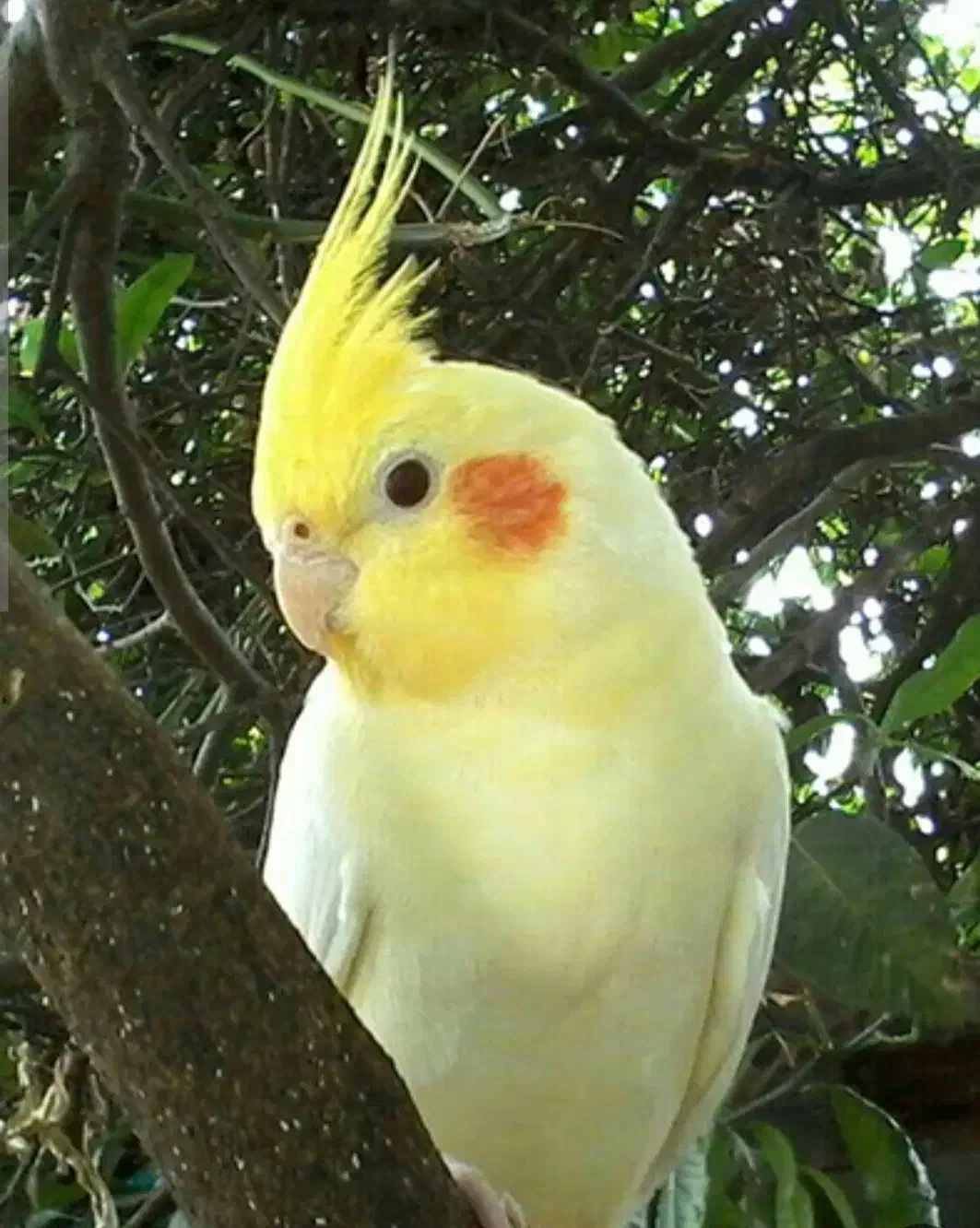 عروس هلندی گمشده ...|حیوانات|فسا, |دیوار