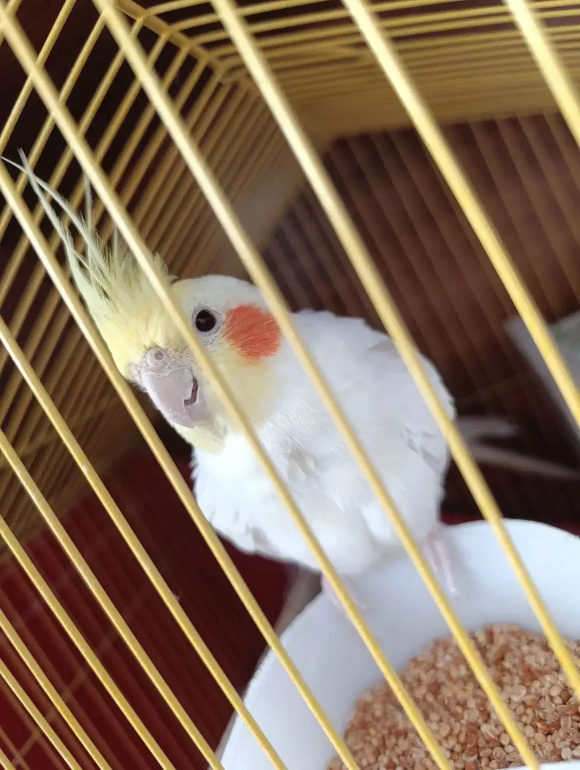 یک جفت عروس هلندی لوتینو چشم شرابی تخم گذار|پرنده|سهند, |دیوار