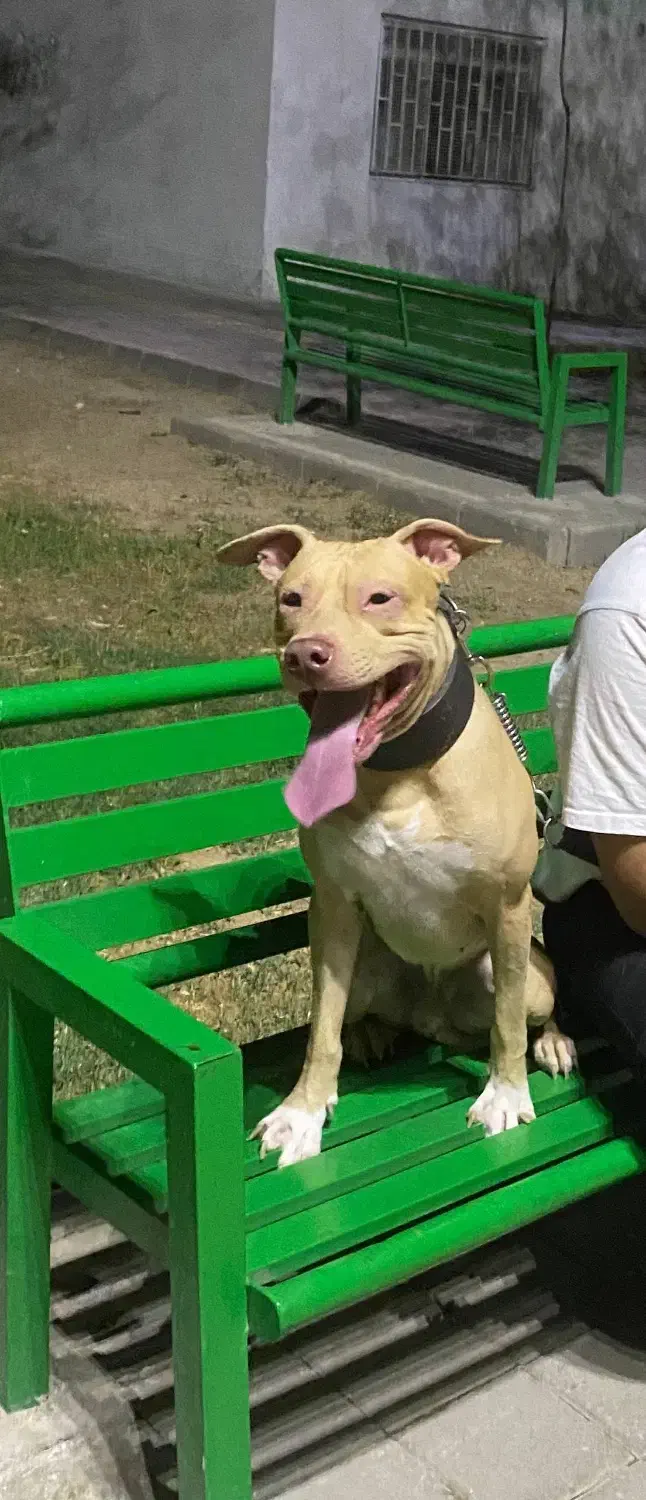 سگ گمشده|حیوانات|تهران, کیانشهر|دیوار