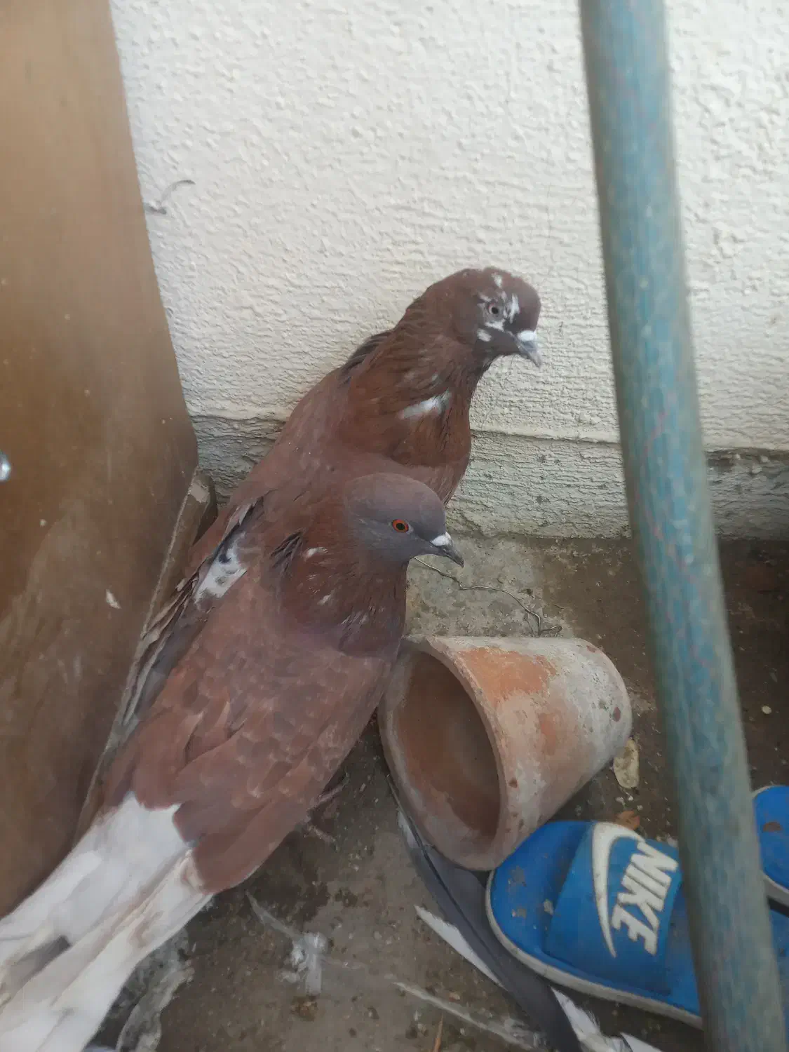 جفت سرخ|پرنده|بندرعباس, |دیوار