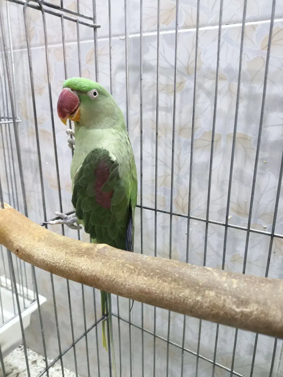 شاه طوطی ماده|پرنده|قم, بنیاد|دیوار