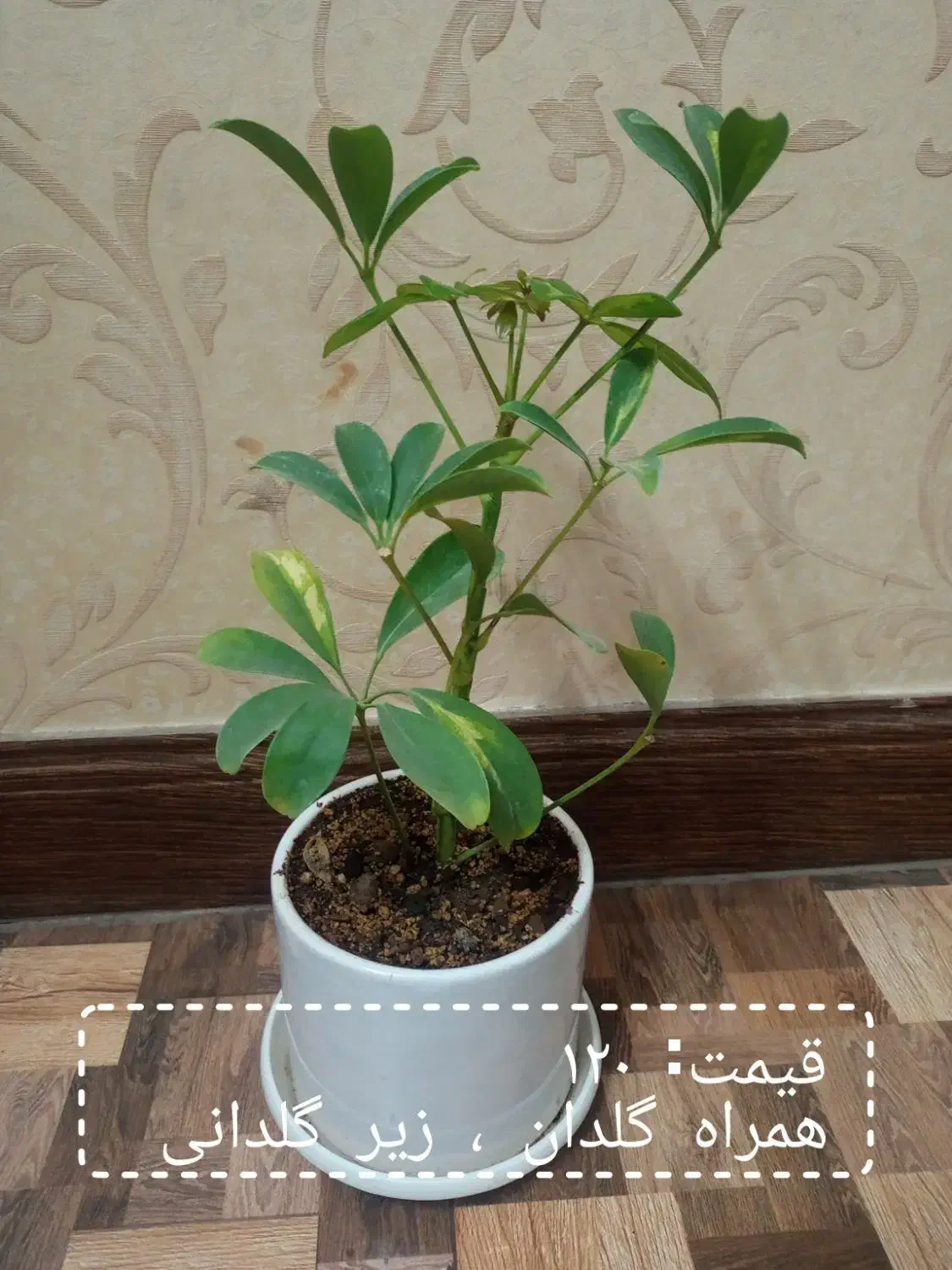 گل طبیعی لطفاً ورق بزنید|گل و گیاه طبیعی|مشهد, هنرور|دیوار