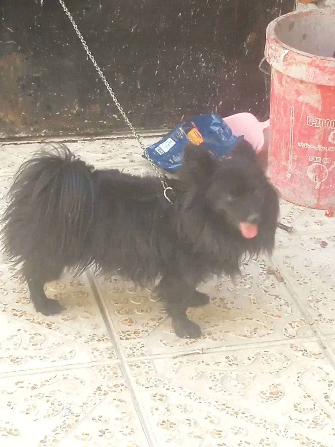 یک عدد پامر زیبا ی نر به فروش میرسد|سگ|آذرشهر, |دیوار