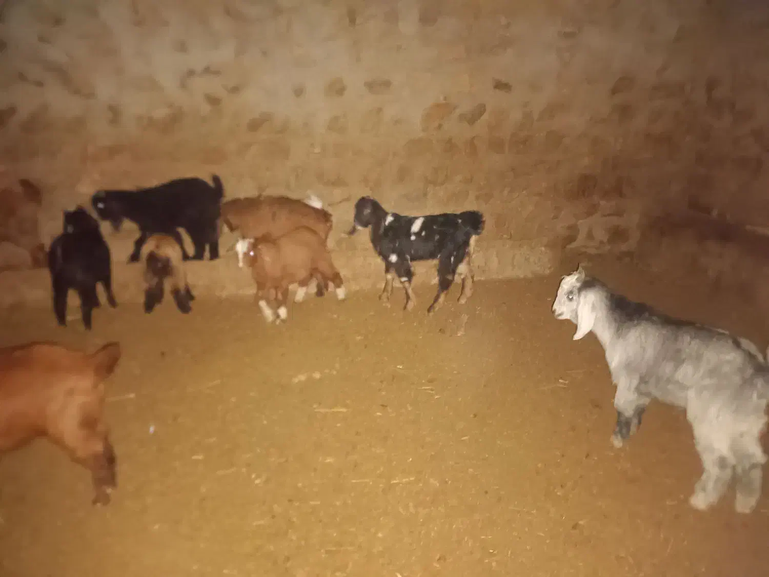 بزوبزغاله|حیوانات مزرعه|چگنی, |دیوار