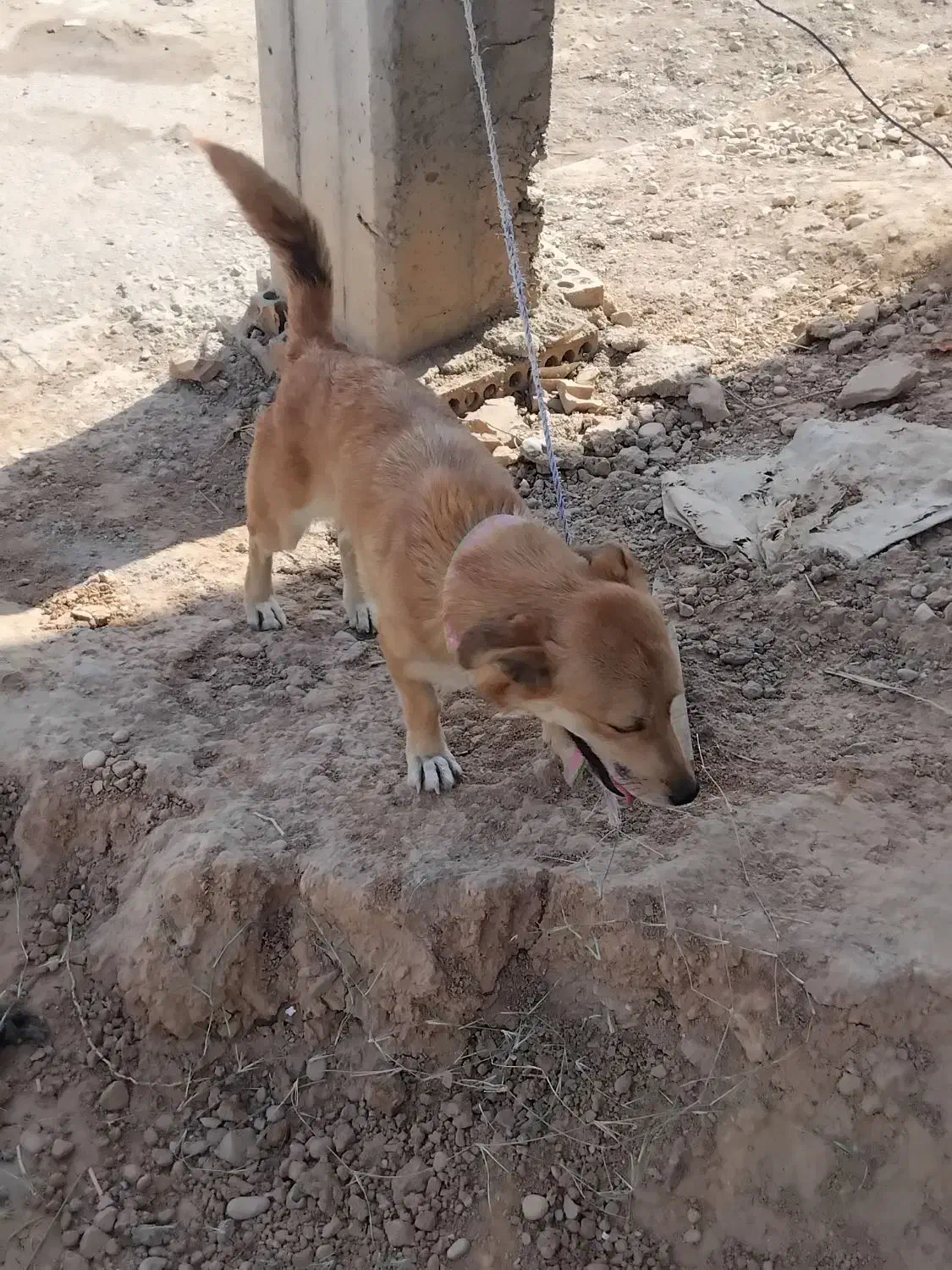 سگ پا کوتاه|سگ|شوشتر, |دیوار