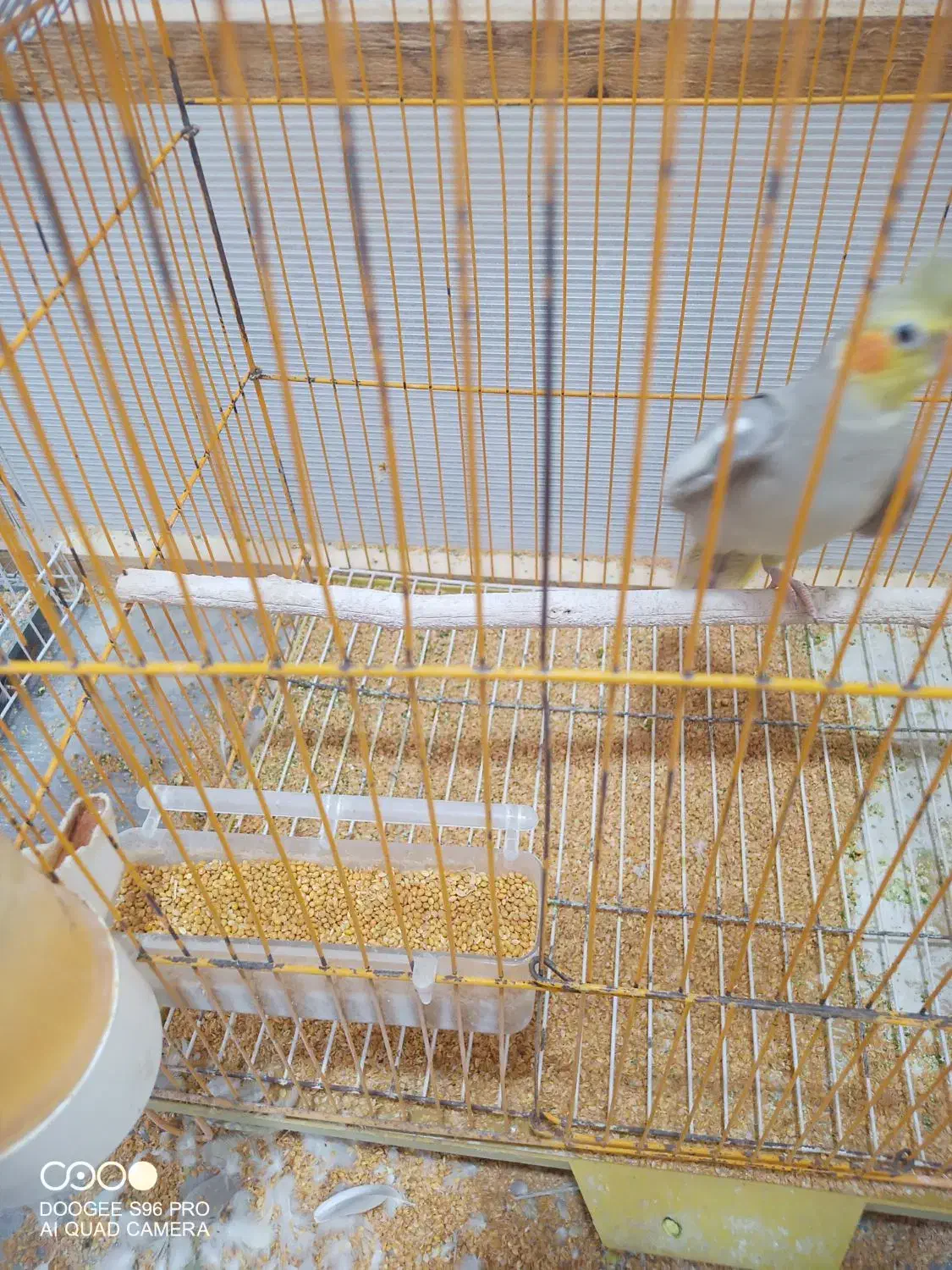 عروس هلندی|پرنده|شوشتر, |دیوار