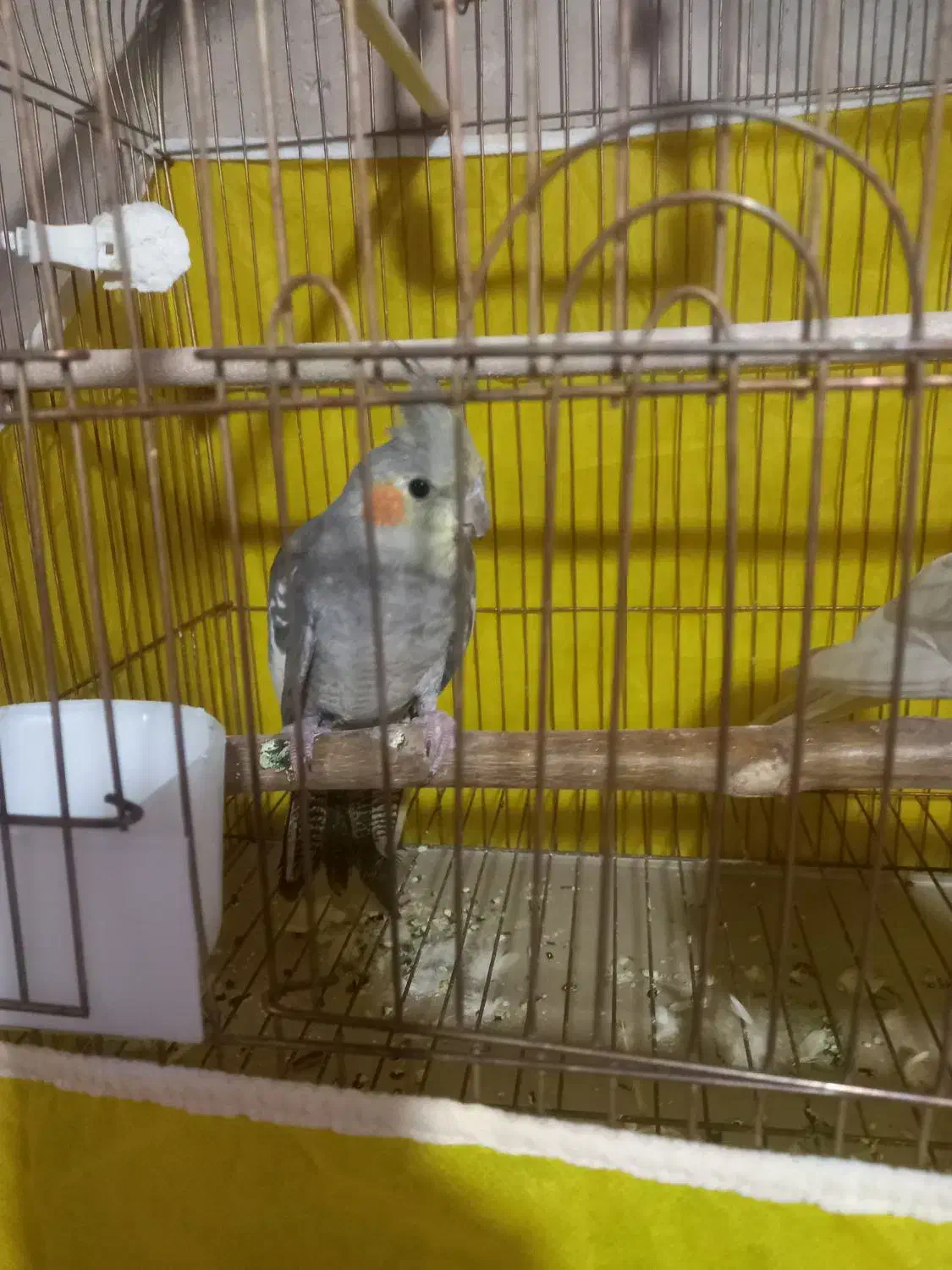 عروس هلندی|پرنده|اهر, |دیوار