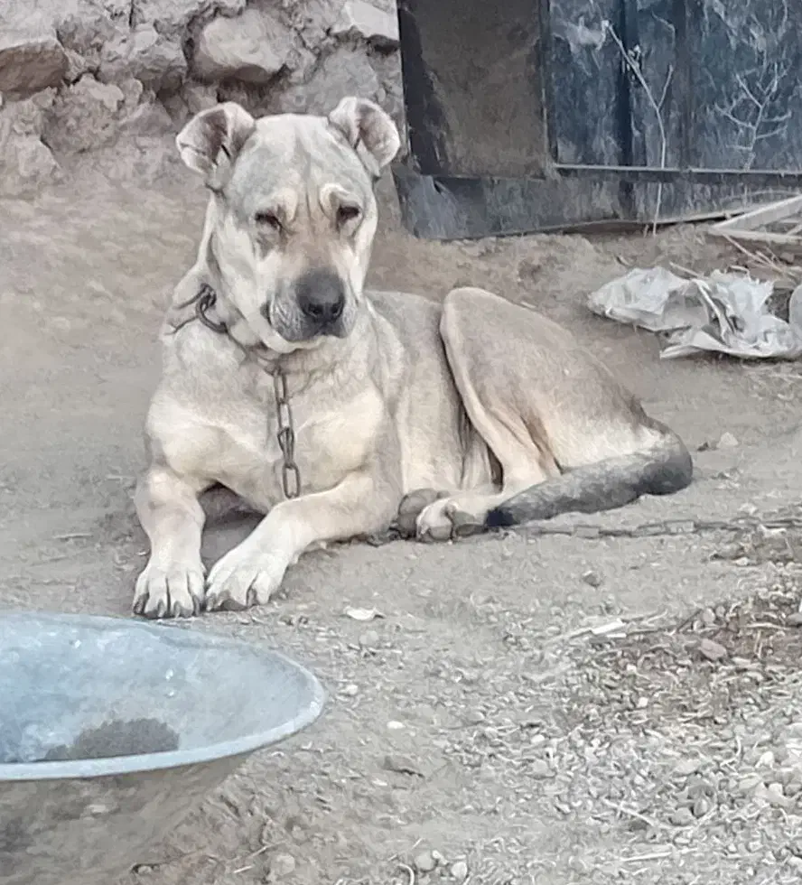 واگذاری|سگ|ملایر, |دیوار