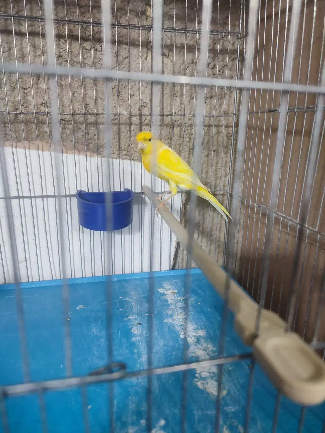 قناری جیبر و یکسر|پرنده|شیراز, فرودگاه شهید دستغیب شیراز|دیوار