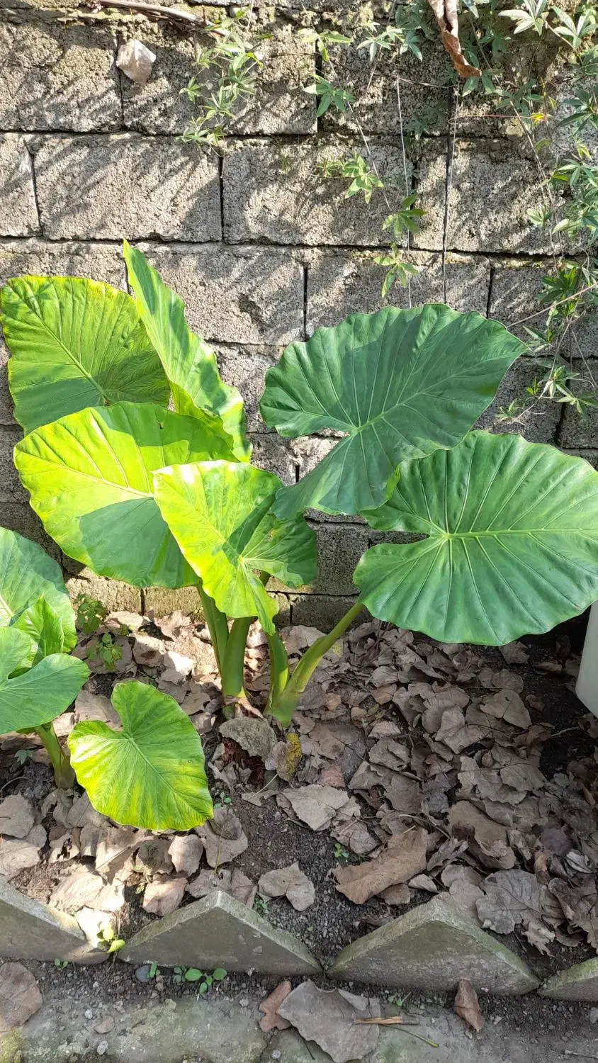 گل بابا ادم|گل و گیاه طبیعی|رودبنه, |دیوار