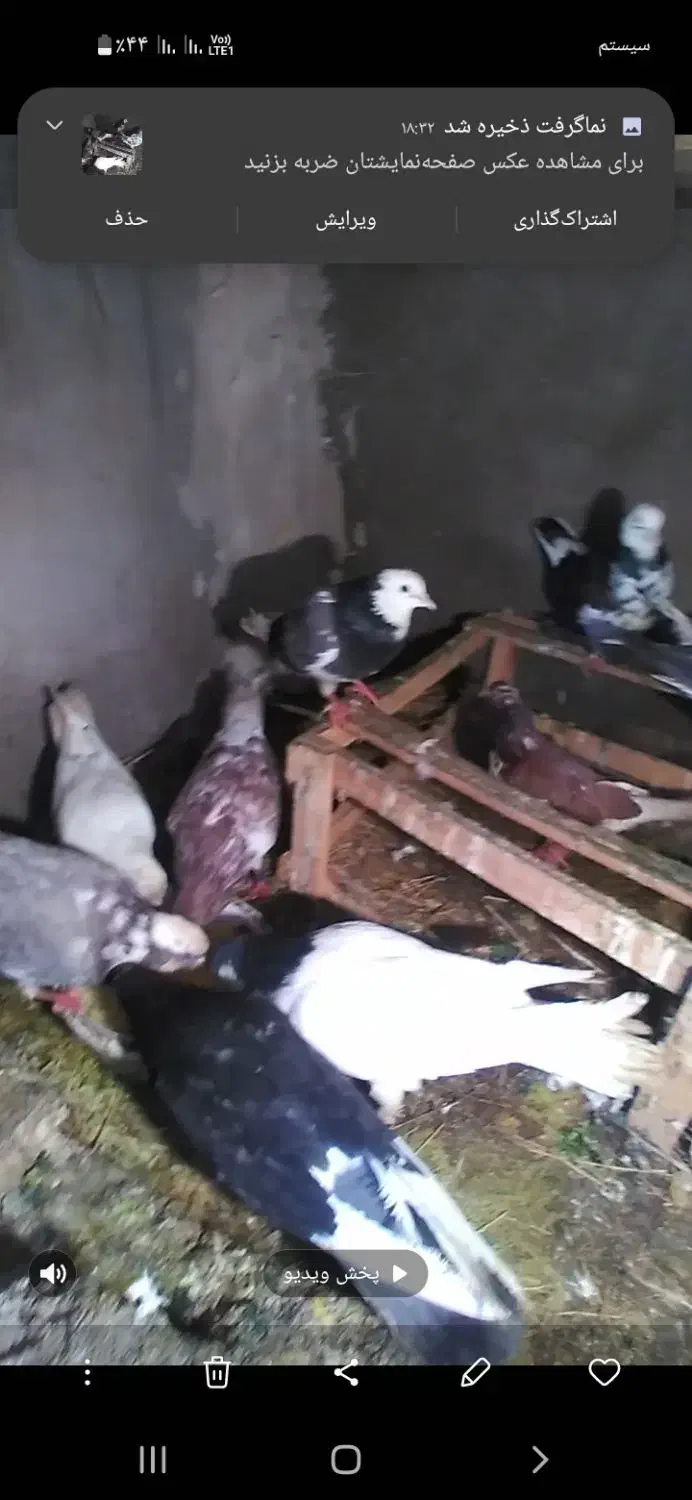 گورچین|پرنده|بستان آباد, |دیوار