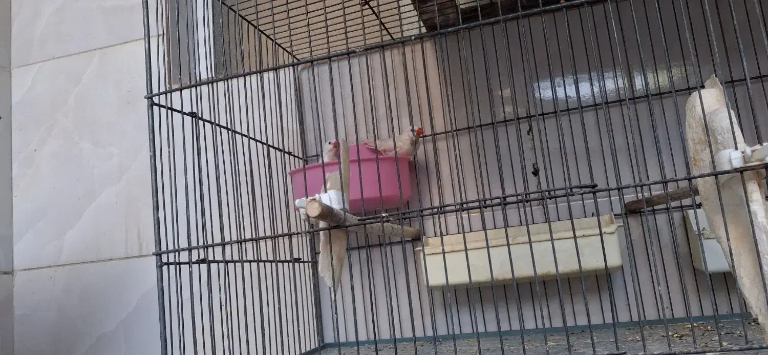 فنج کرواتی یا کراواتی|پرنده|قم, علی آباد سعدگان|دیوار