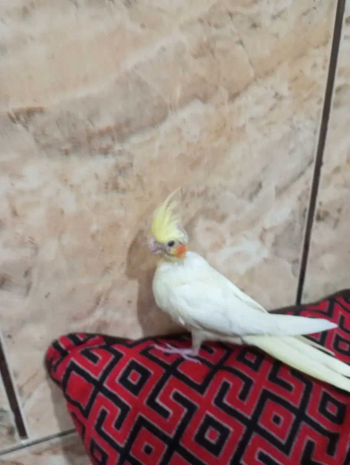 عروس یک ماهه سالم سرحال|پرنده|شهرضا, |دیوار