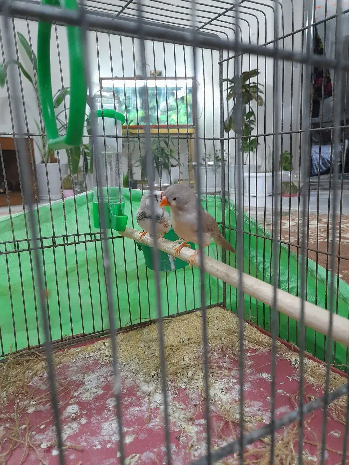 فنج|پرنده|اراک, |دیوار