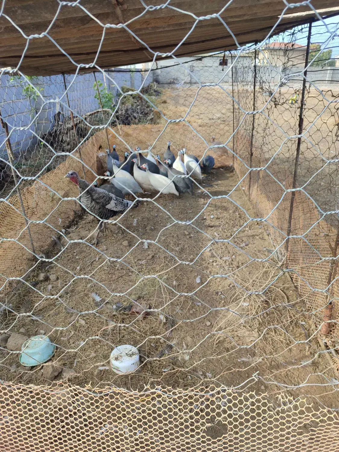 مرغ شاخدار|حیوانات مزرعه|انبارآلوم, |دیوار