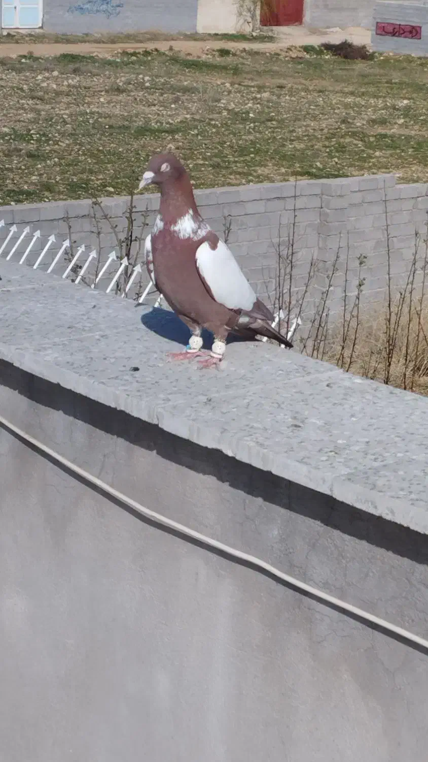 پلنگ سرخ|پرنده|اقلید, |دیوار