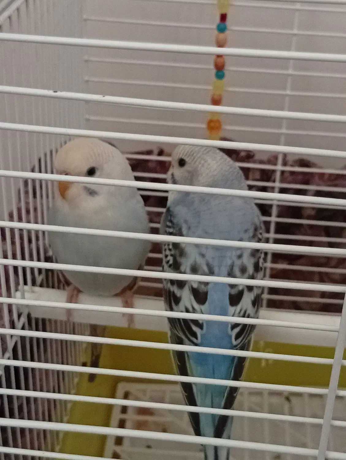 مرغ عشق|پرنده|نوشین شهر, |دیوار