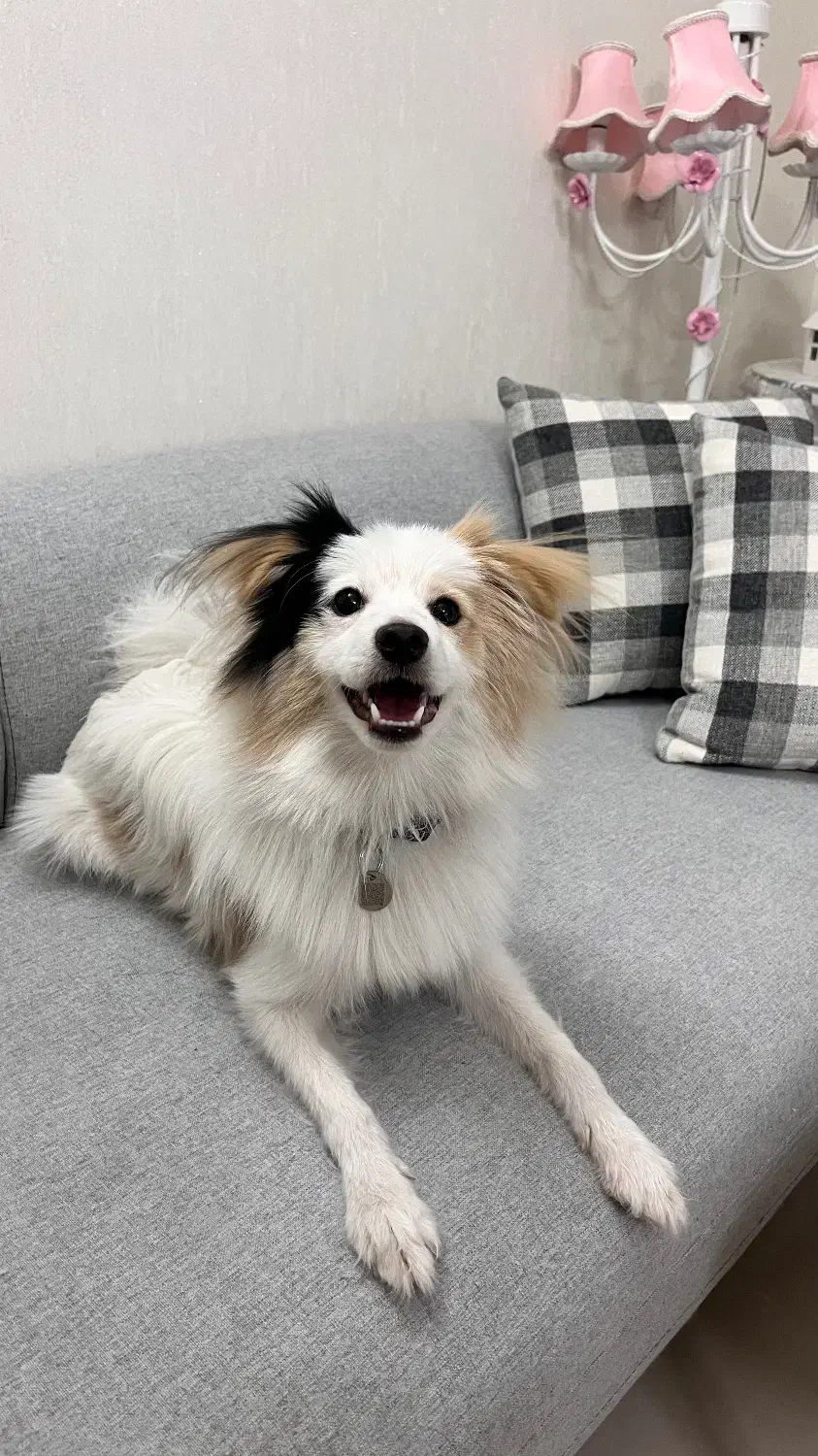 واگذاری|سگ|کاشان, فاز ۲ ناجی آباد|دیوار