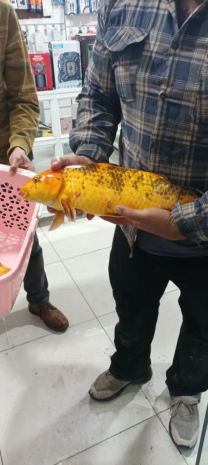 ماهی کوی بزرگ مولد|ماهی|شیراز, شهرک سعدی|دیوار