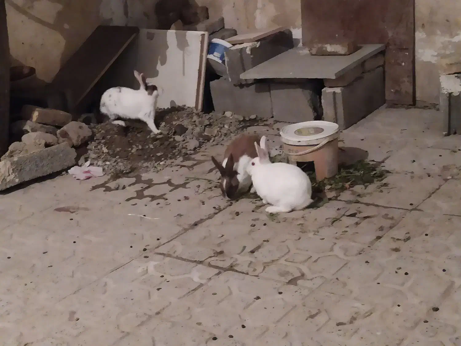 خرگوش|موش و خرگوش|سنندج, |دیوار