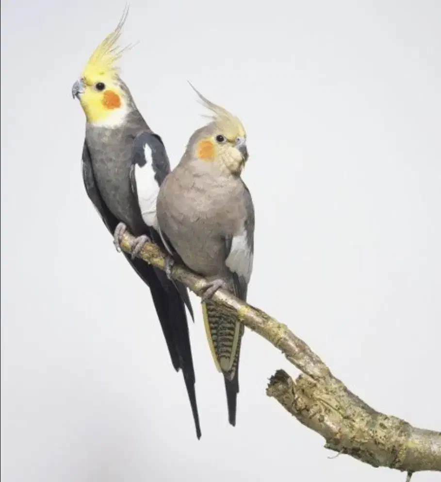 چهارمین حراج جفت عروس هلندی ۱۲۰۰ معاوضه هم دارم|حراج|علیآباد کتول, |دیوار