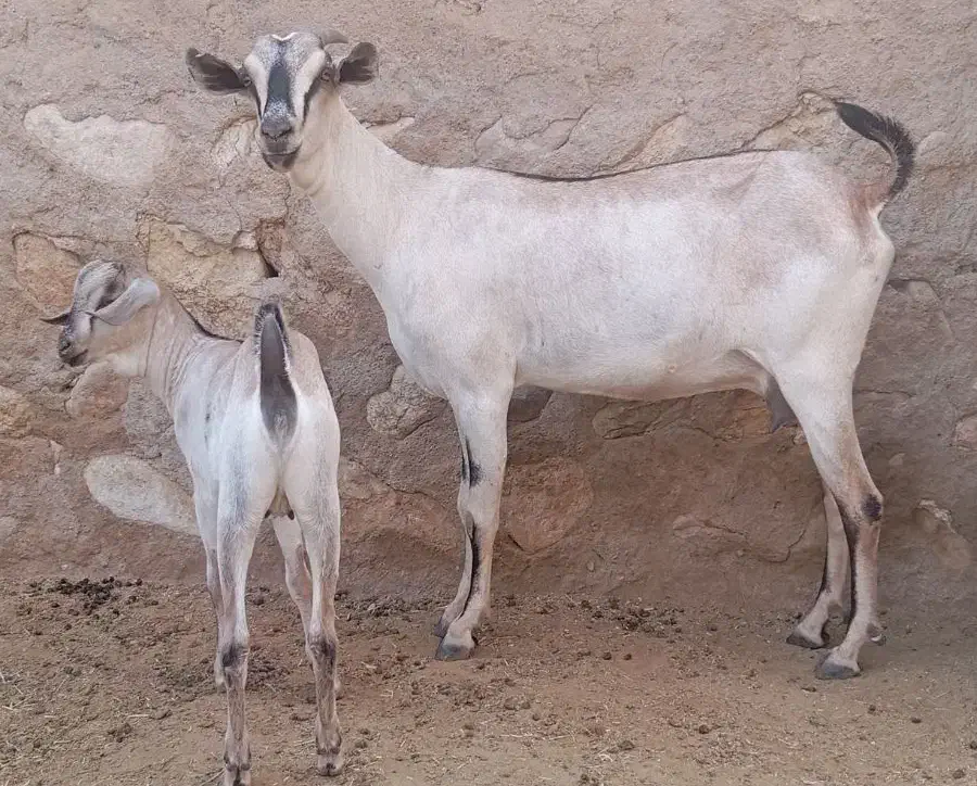 بز سومال آبستن با کهره ماده بزرگ|حیوانات مزرعه|رویدر, |دیوار