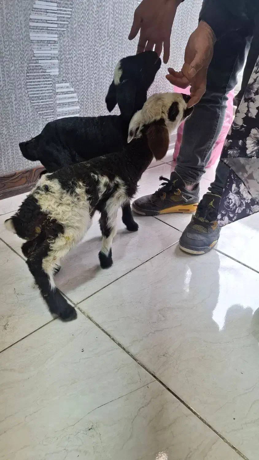 بزدوقلو زا بادوتا کهره و دوعدد بره شیری|حیوانات مزرعه|کرمان, |دیوار