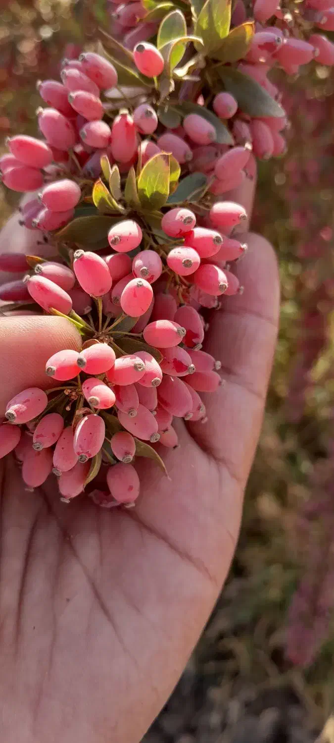 زرشک|خوردنی و آشامیدنی|فردوس (خراسان), |دیوار