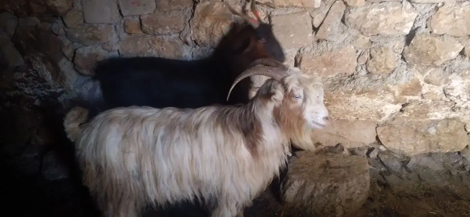 بز جوان|حیوانات مزرعه|دهدشت, |دیوار