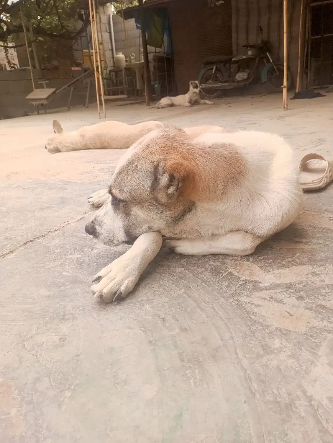 سگ نگهبان|سگ|آزادشهر, |دیوار