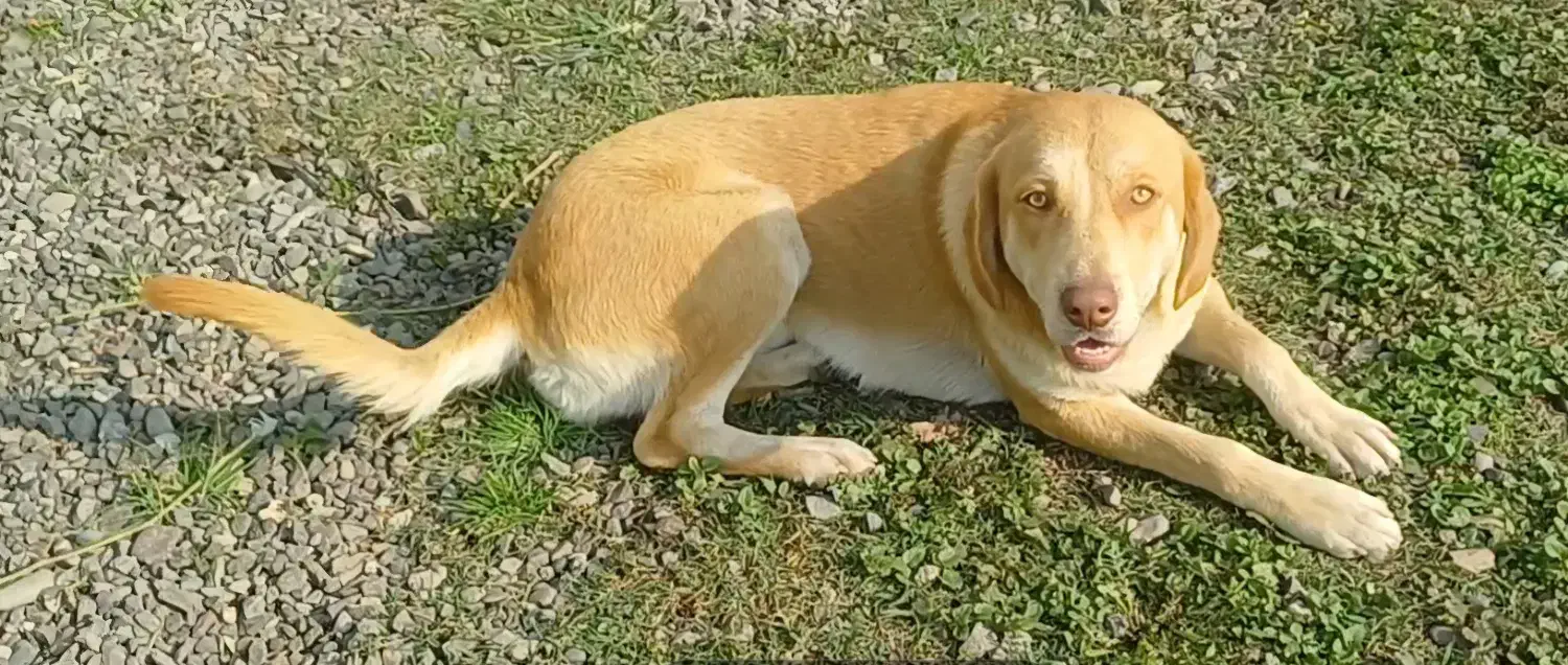 واگذاری سگ میکس هاسکی|سگ|رشت, پل تالشان|دیوار