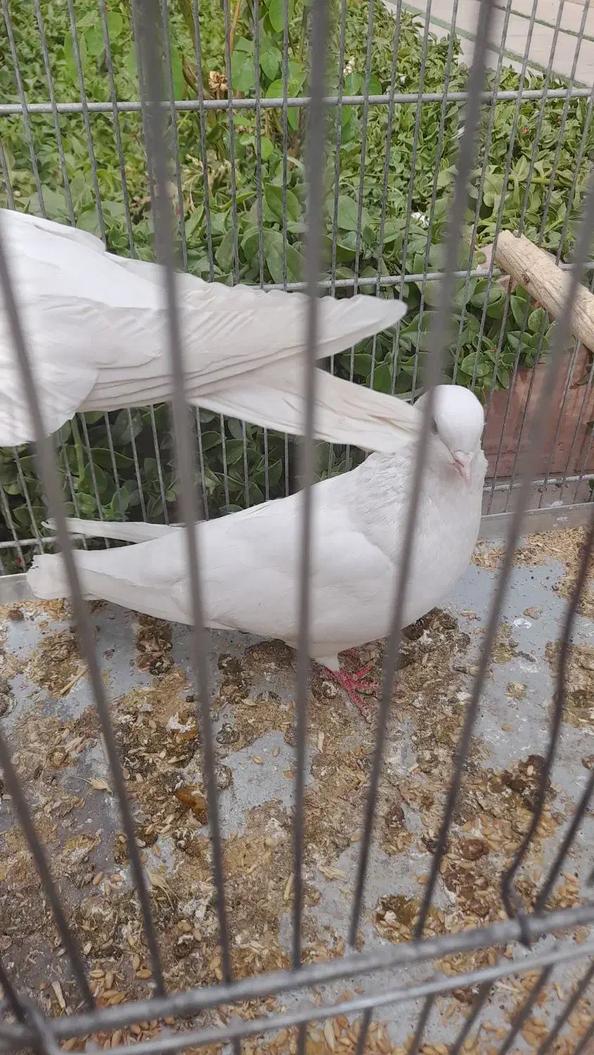 جفت کبوتر سفید همدانی|پرنده|فولادشهر, مسکن مهر فولادشهر|دیوار