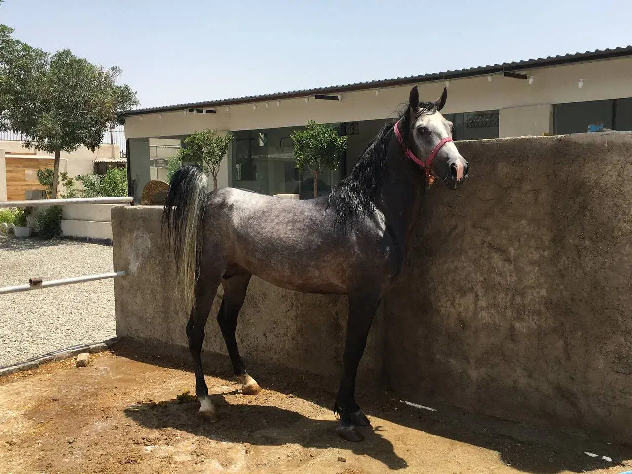 اسب|اسب و تجهیزات اسبسواری|ری, شهرک نظامی|دیوار