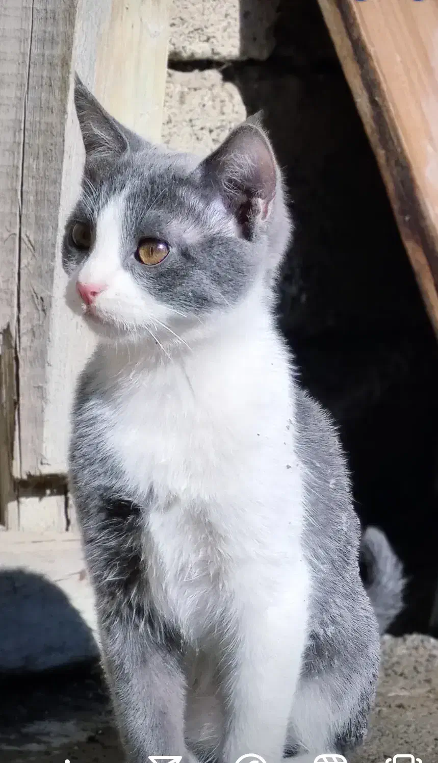 گربه گمشده در پیرانشهر|گربه|پیرانشهر, |دیوار