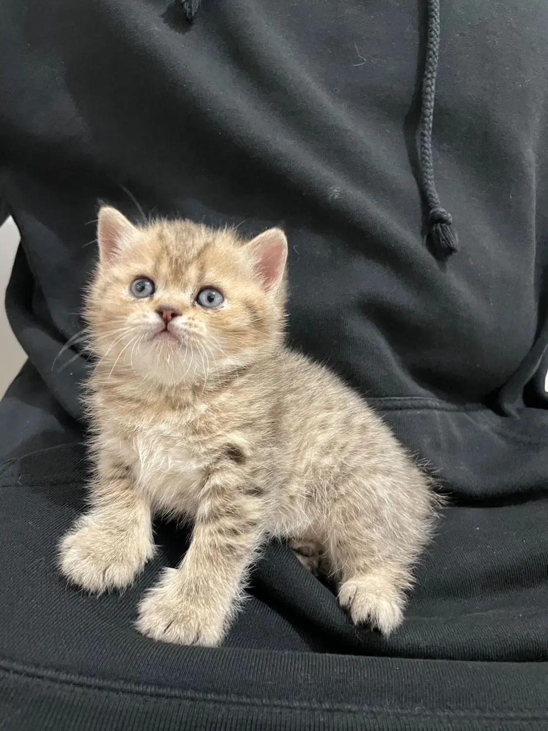 توله گربه بریتیش|گربه|یزد, |دیوار