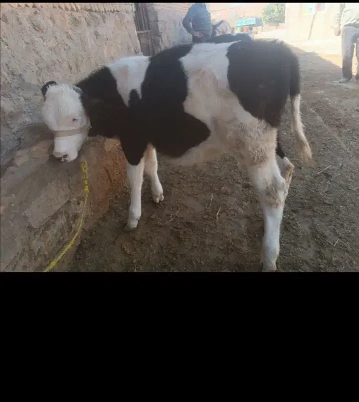 گوساله سمینتال|حیوانات مزرعه|کیار, |دیوار